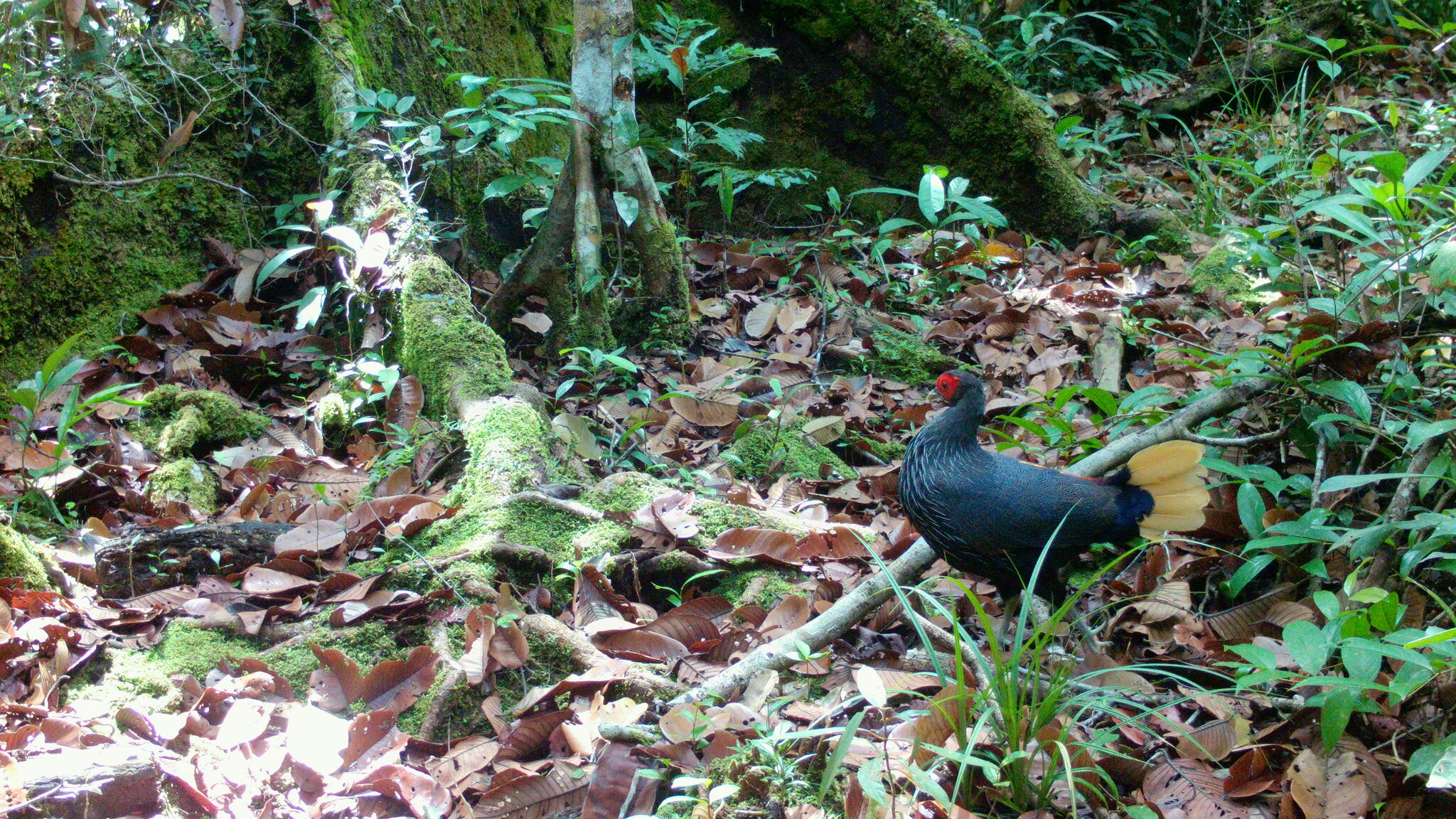 Malayan Crestless Fireback
