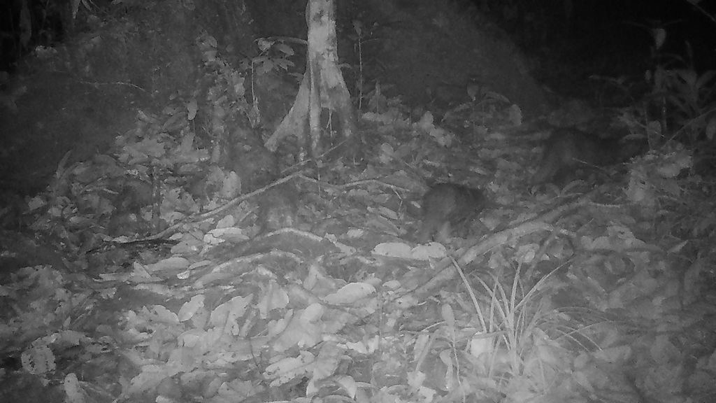 Otter Civet