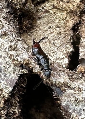 Nesogaster aculeatus observed 2025-01-11