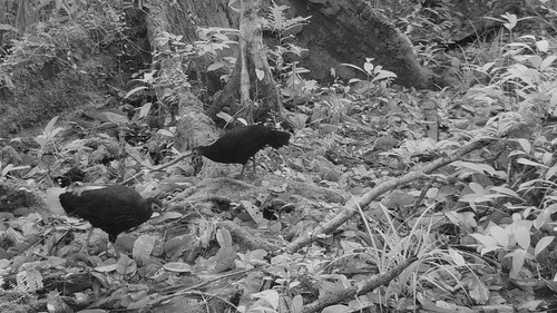 Bornean Crestless Fireback (Lophura pyronota), photo 6