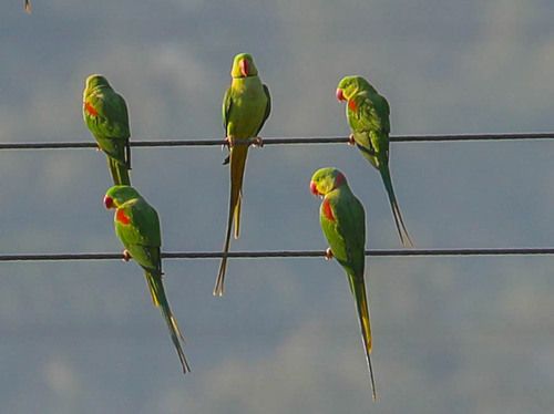 Alexandrine Parakeet
