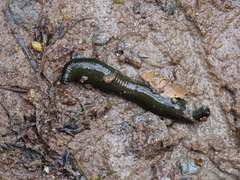 Haemopis sanguisuga