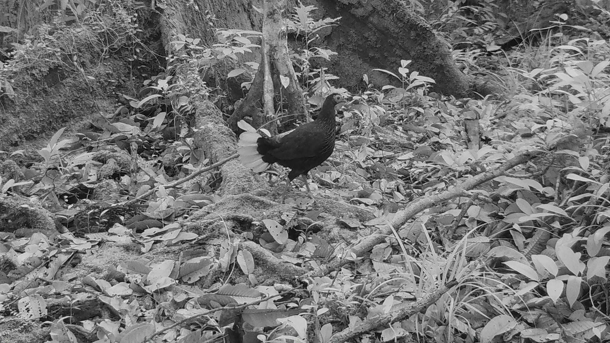 Malayan Crestless Fireback