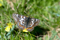 Euphydryas cynthia