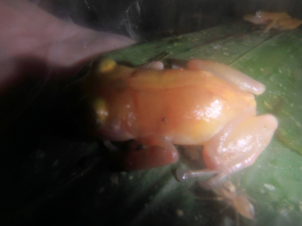 Waorani Robber Frog