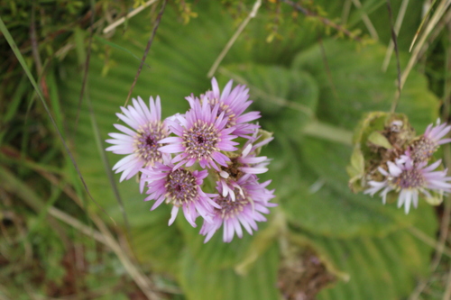 Image of Pleurophyllum speciosum by (c) Julia Palmer, some rights reserved (CC BY)