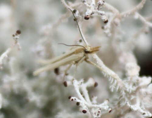 Exsilirarcha graminea