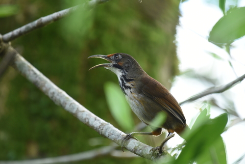 Black-necklaced Scimitar-Babbler