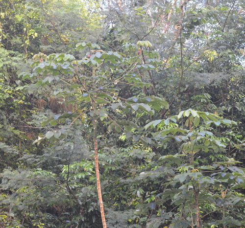 Foto de Embaúba