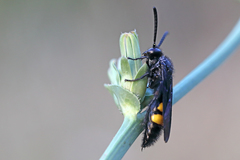 Scolia hirta hirta