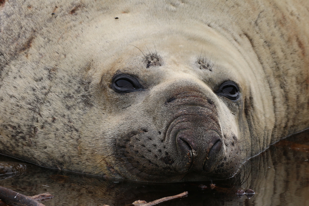 Close view of a southern elephant seal's face, with wrinkled skin and dark eyes