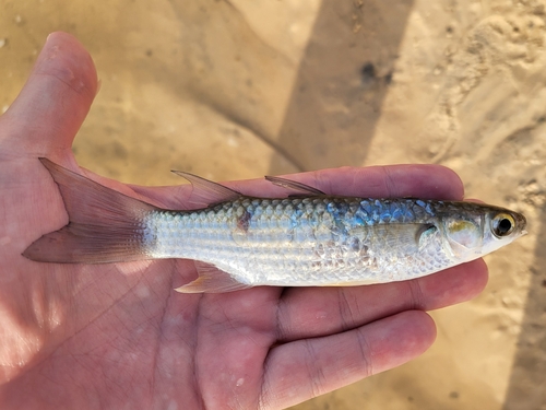 Largescaled mullet (Liza grandisquamis) — Mugilidae — 5