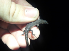 Loxopholis parietalis