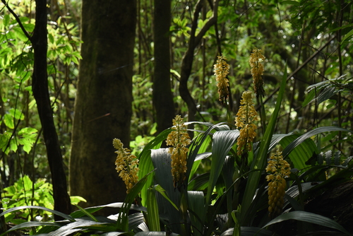 Calanthe formosana iNat (2)
