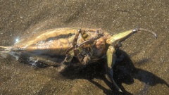 Lethocerus annulipes