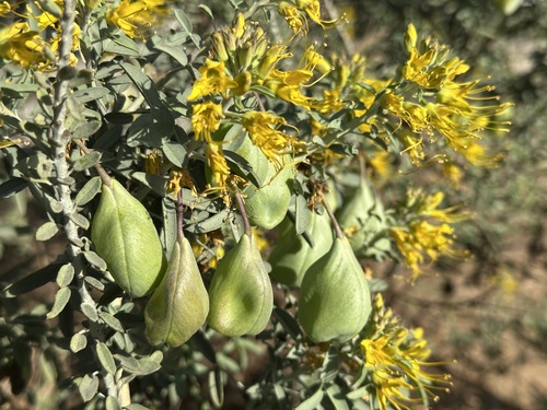 Cleomella arborea