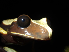 Nyctimantis rugiceps