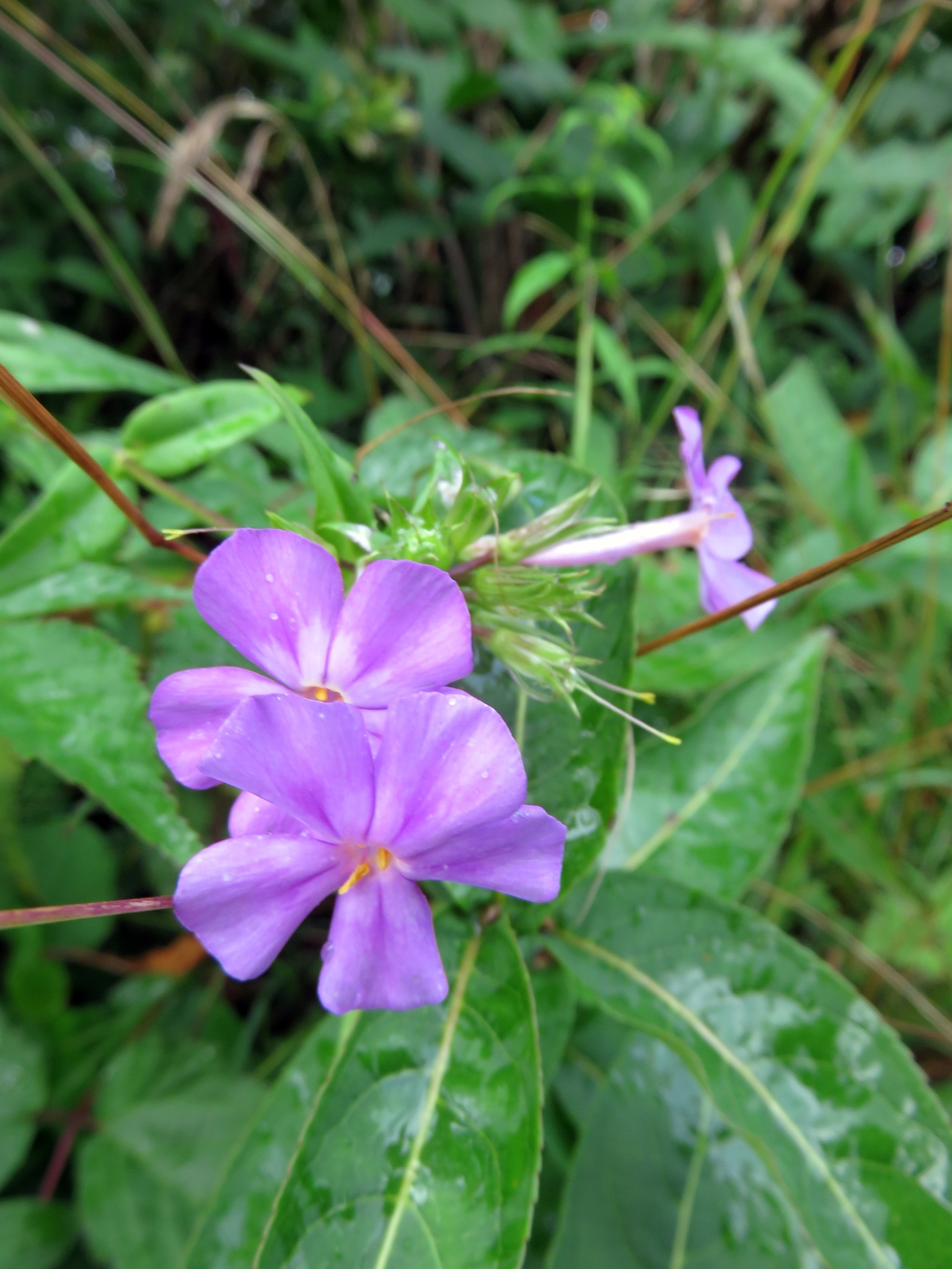 Phlox maculata ssp. maculata
