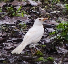 Clay-Colored Thrush photo 6