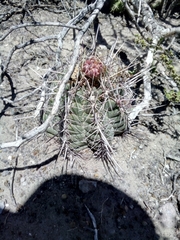 Thelocactus