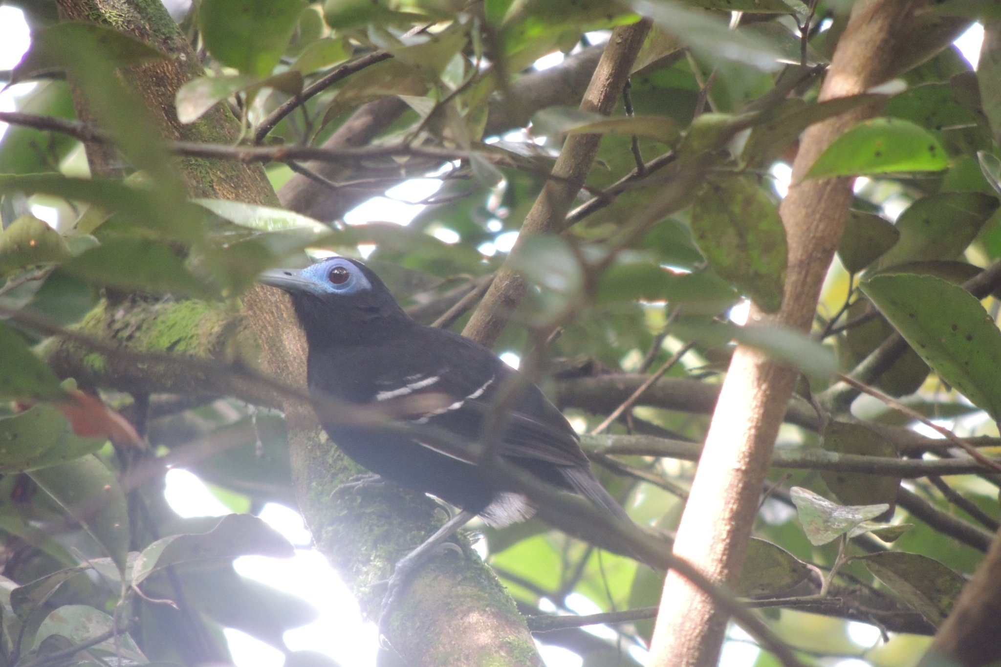 Bare-crowned Antbird (Gymnocichla nudiceps), photo 4