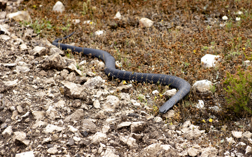 Tiger Snake sighting