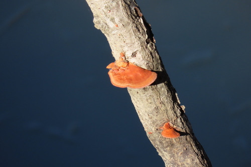 Trametes coccinea