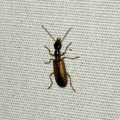 Leptotrachelus dorsalis