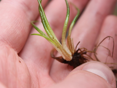 Image of Isoetes alpina by (c) Joe Dillon, some rights reserved (CC BY)