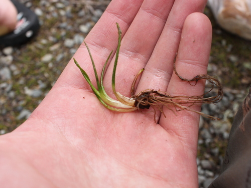 Image of Isoetes alpina by (c) Joe Dillon, some rights reserved (CC BY)