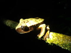 Nyctimantis rugiceps