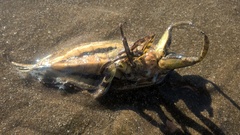 Lethocerus annulipes