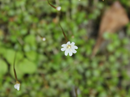 Image of Epilobium nerterioides by (c) Joe Dillon, some rights reserved (CC BY)