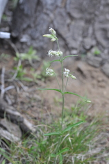 Silene oregana