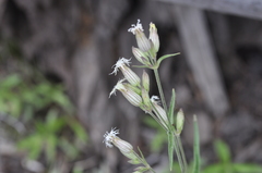 Silene oregana