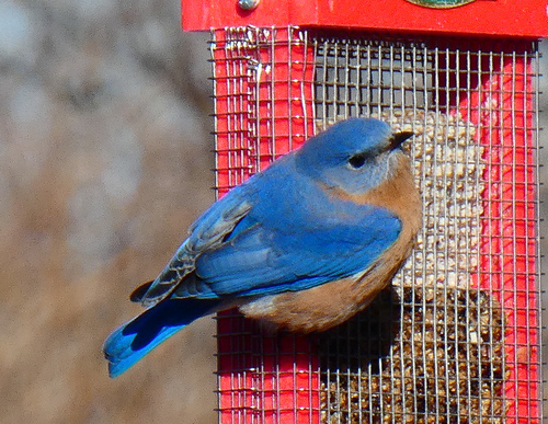 Eastern Bluebird photographed in New York