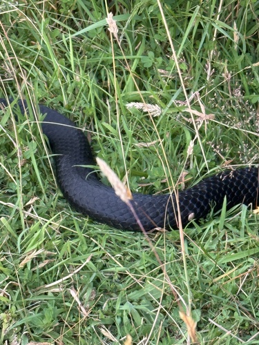 Lowlands Copperhead sighting
