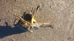 Lethocerus annulipes