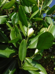 Magnolia ekmanii
