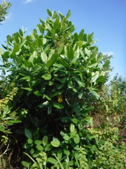 Magnolia ekmanii