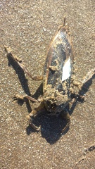 Lethocerus annulipes