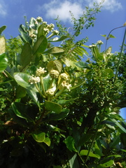Schradera exotica