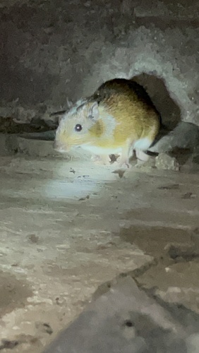 Tome's Spiny-rat