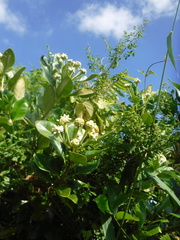 Schradera exotica