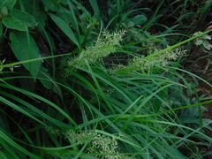 Rhynchospora aristata