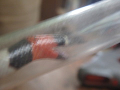 Micrurus lemniscatus