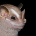 Little Big-eyed Bat - Photo (c) Luis F. Aguirre, some rights reserved (CC BY-NC), uploaded by Luis F. Aguirre