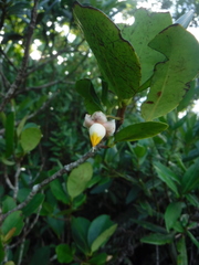 Theaceae