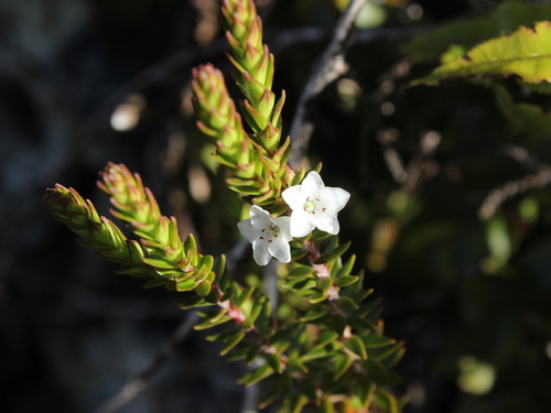 Image of Epacris pauciflora by (c) Joe Dillon, some rights reserved (CC BY)