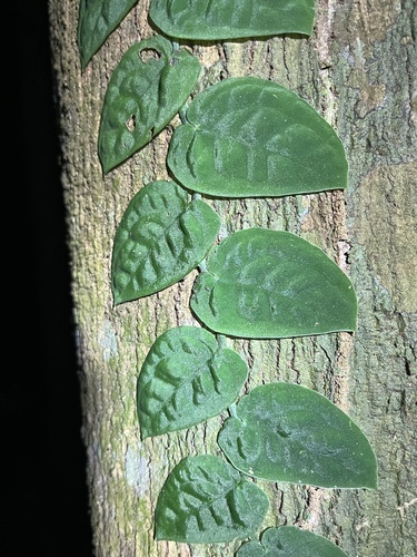 Foto de Shingle plant